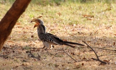 Tockus leucomelas leucomelas