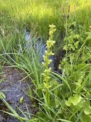 Platanthera sparsiflora