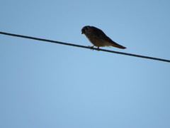 Falco sparverius sparverius
