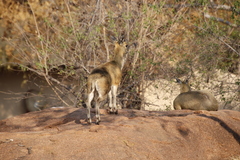 Oreotragus oreotragus transvaalensis