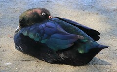 Anas platyrhynchos × Cairina moschata