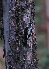 Picoides tridactylus