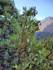 Arctostaphylos viscida mariposa