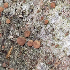 Hypoxylon fragiforme