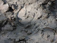 Equus asinus
