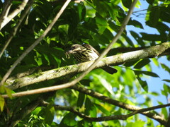 Myiodynastes maculatus