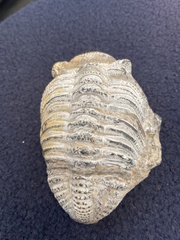 Trilobita