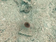 Pachycerianthus solitarius