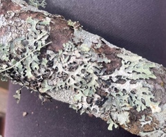 Hypogymnia rugosa