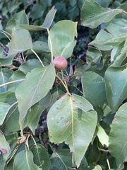 Pyrus calleryana