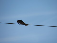 Falco sparverius sparverius