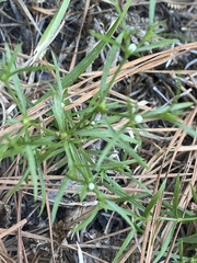 Polypremum procumbens