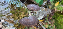 Lentinus brumalis