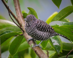 Thamnophilus multistriatus