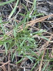Polypremum procumbens