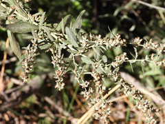 Artemisia douglasiana