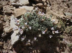Astragalus calycosus calycosus