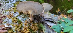 Lentinus brumalis