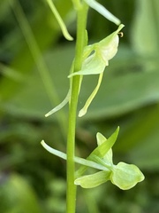 Platanthera sparsiflora