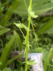 Platanthera sparsiflora