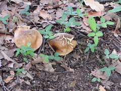 Leucopaxillus gentianeus