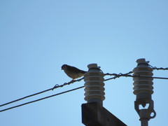 Falco sparverius sparverius