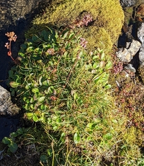 Oxyria digyna