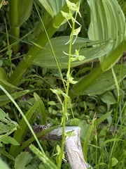 Platanthera sparsiflora