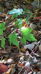 Actaea