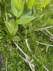 Platanthera sparsiflora