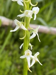Platanthera dilatata leucostachys