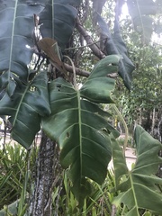 Philodendron