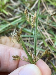 Fimbristylis