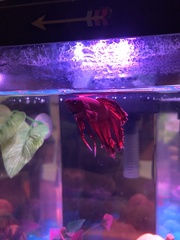 Betta