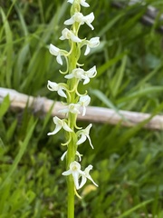 Platanthera dilatata leucostachys