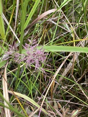 Coleataenia rigidula