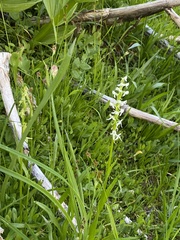 Platanthera dilatata leucostachys