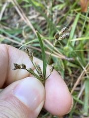 Fimbristylis