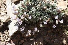 Astragalus calycosus calycosus
