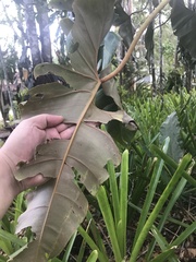 Philodendron