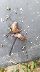 Limax maximus