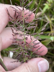 Coleataenia rigidula