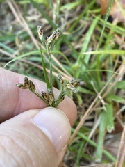 Fimbristylis