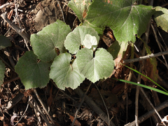 Vitis californica