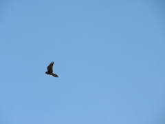 Falco sparverius sparverius