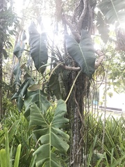 Philodendron
