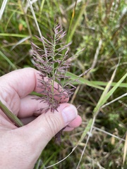 Coleataenia rigidula