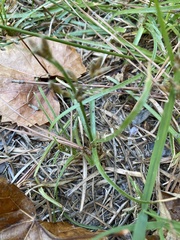 Fimbristylis