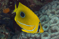 Chaetodon bennetti