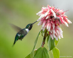 Chaetocercus mulsant